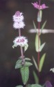Thumbs/tn_Water Mint flower.jpg